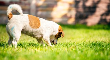 Mutlu Jack Russell Terrier, çimenlikte güneşli bir yaz gününde bahçeyle bahçeyle bahçeyle bahçeyle ve yatayla ilgili bir su akıntısıyla oynuyor.