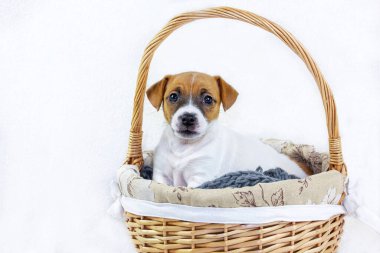 Beyaz arka planda Paskalya sepetinde oturan sevimli kızıl saçlı dişi köpek yavrusu Jack Russell Terrier. Yatay olarak uzatılmış biçim. Tebrik kartı.