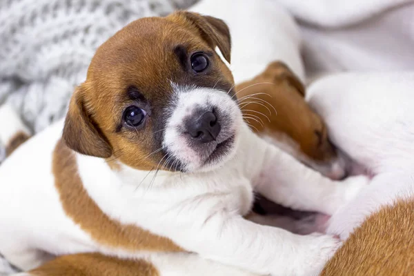 Carino Jack Russell Terrier Cucciolo Seduto Vicino Copriletto Maglia Uno — Foto Stock