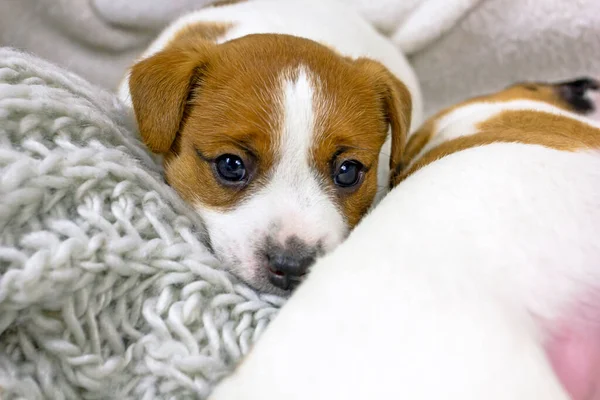 Lindo Cachorro Macho Jack Russell Terrier Encuentra Cerca Madre Comodidad — Foto de Stock