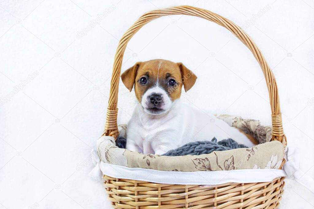 Cute red-haired female puppy Jack Russell Terrier sitting in an Easter basket on a white background. Horizontal elongated format. Greeting card.
