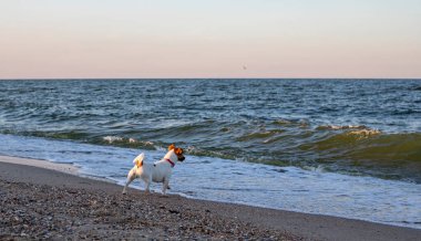 Mavi denizde deniz dalgası, doğal arka plan, yatay