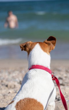 Jack Russell Terrier sahibinin denizden çıkışını izliyor, dikey format