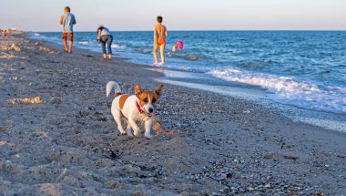 Mutlu Islak Jack Russell Terrier akşamları deniz kıyısında yatay olarak koşar.