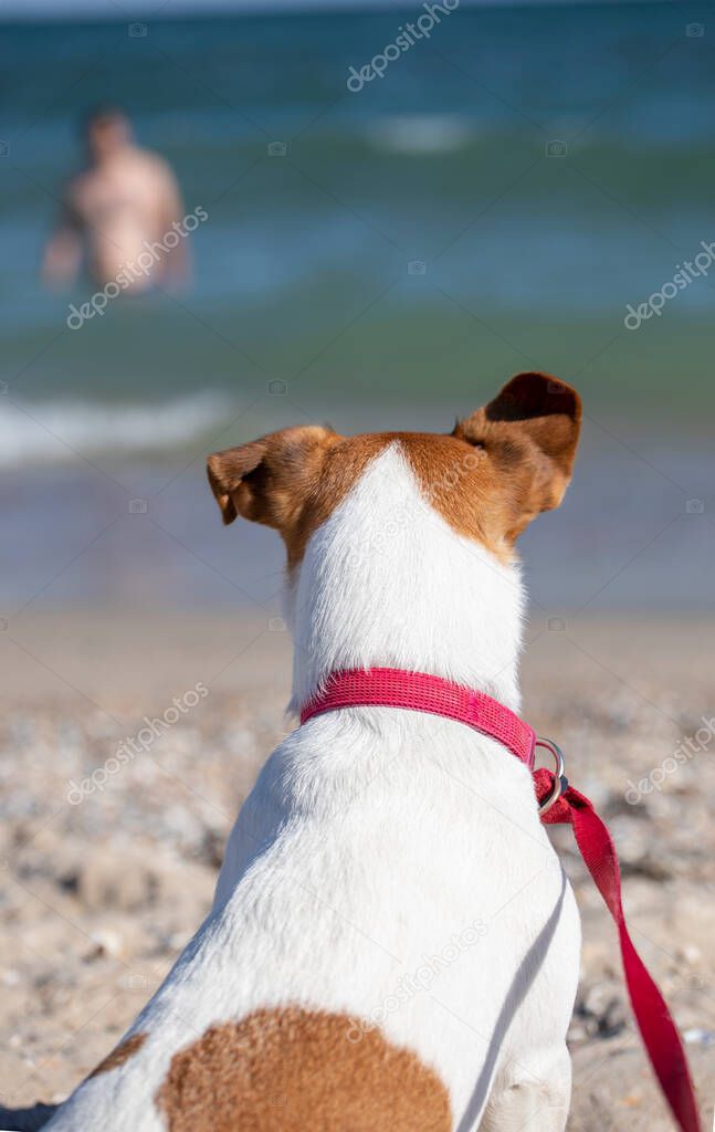 jack russell terrier watching the owner coming out of the sea, vertical format