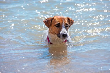 Mutlu Jack Russell Terrier deniz suyunda yüzüyor, dinleniyor, yatay format