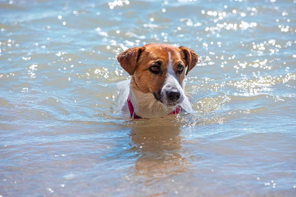 Feliz Jack Russell Terrier Nadando Agua Mar Descanso Formato Horizontal — Foto de Stock