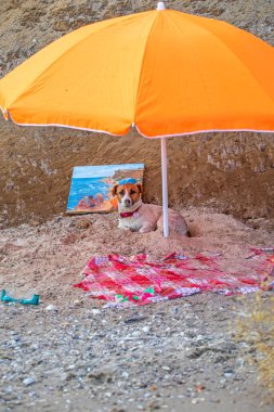 Islak Jack Russell Terrier şemsiyenin altında denizin yakınındaki ıslak kumun üzerinde bir resim, dinlenme ve yatay formatla oturuyor.