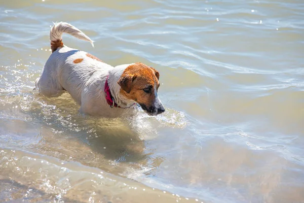 Feliz Gato Mojado Russell Terrier Busca Peces Mar Descanso Formato — Foto de Stock