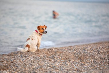  Islak Jack Russell Terrier deniz kenarındaki ıslak kumun kenarında oturuyor, dinlenme, yatay format