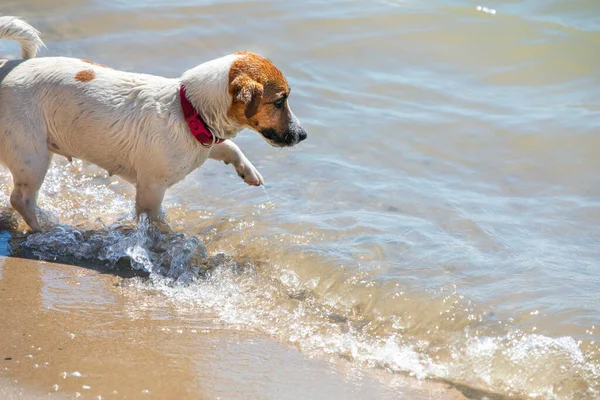 Mutlu ıslak Jack Russell Teriyer denizde balık yakalıyor, yatay format