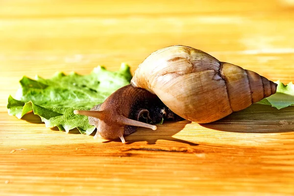 Two African Snails Two Achatina Snails Crawled Wooden Table Morning — Stock Photo, Image