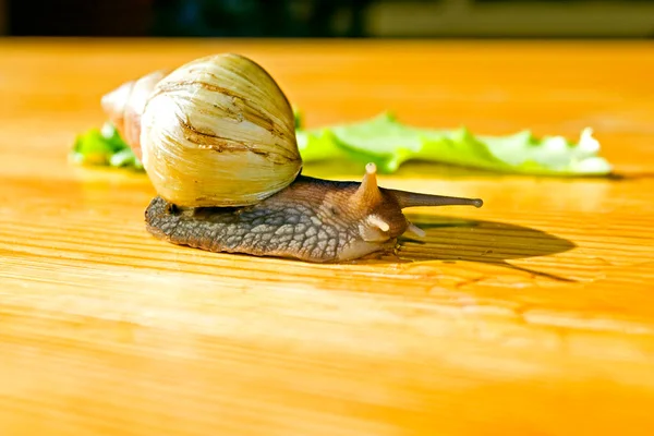 两只非洲蜗牛 两只阿卡蒂娜蜗牛 早上爬到一张木制桌子上 — 图库照片