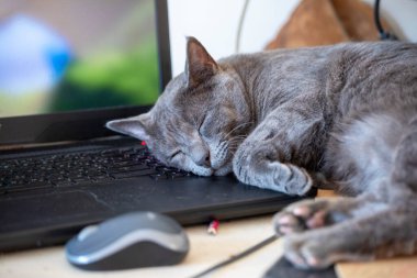 Gri Burmalı kedi ofisteki dizüstü bilgisayarda tatlı tatlı uyuyor, yatay formatta.