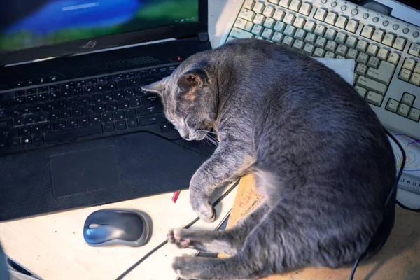 Gray Burmese Cat Sleeping Sweetly Laptop Office Lamp Horizontal Format — Stock Photo, Image