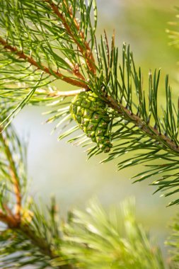 Bulanık yeşil arka planda çam kozalaklı bir noel ağacı, covid, dikey formattan korunma