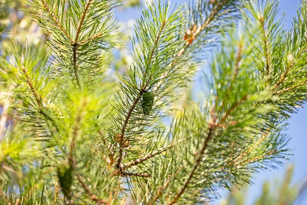 在阳光明媚的日子里 圣诞树的枝条 在模糊的明亮的绿色背景上 有锥形的圆锥 保护身体不受软弱无力的水平形态的伤害 — 图库照片