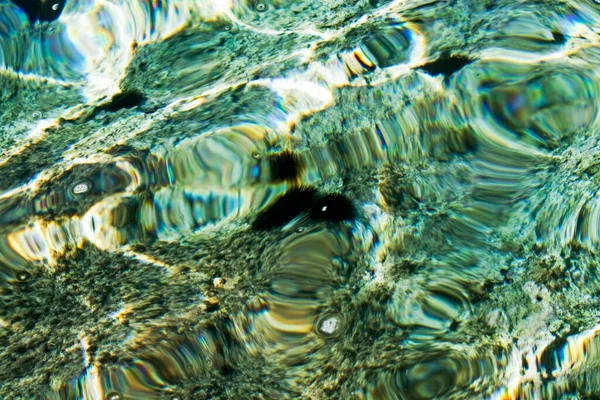 Zee Egels Zijn Wazig Natuur — Stockfoto