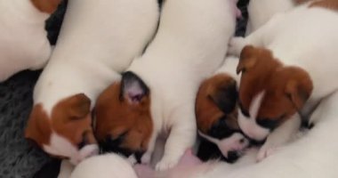 Komik Jack Russell teriyer köpeği, erkek ve kız kardeşleri arasında süt emmek için bir yer arıyor..