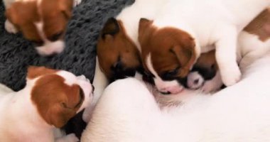 Şirin Jack Russell teriyeri yavruları annelerinden süt içer, birbirlerini iterler.