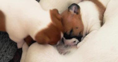 İki Jack Russell Terrier köpeği birbirleri ile oynarlar ve sonra annelerinin sütünü içerler. Yavru köpekle ilgilenin.