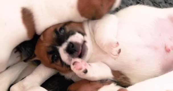 Lindo Jack Russell Terrier Filhote Cachorro Está Costas Joga — Vídeo de Stock