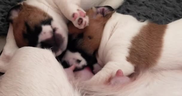 可爱的杰克罗素Terrier小狗吸收母乳从他们的母亲 照顾幼犬及喂奶狗 — 图库视频影像