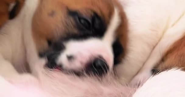 Liten Jack Russell Terrier Valp Dricka Mjölk Från Sin Mor — Stockvideo