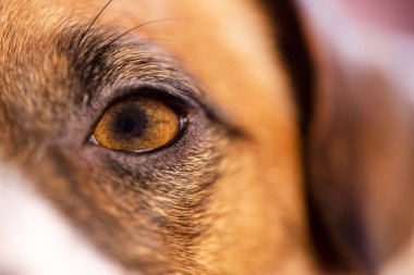 Jack Russell Terrier 'ın gözünün yakın çekimi.