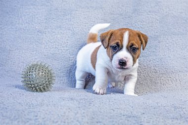 Jack Russell Terrier puppy stands next to a gray ball on a gray background clipart