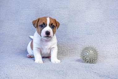 Jack Russell Terrier puppy sits next to a gray ball on a gray background clipart