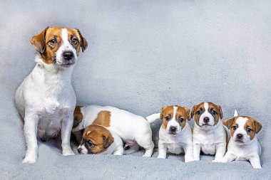 cute Jack Russell Terrier puppies with their mother on a gray blanket clipart