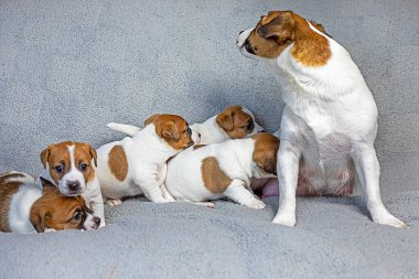 female Jack Russell Terrier feeds cute five Jack Russell Terrier puppies on a gray blanket clipart