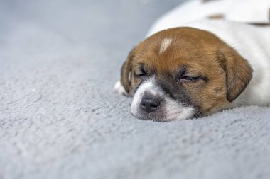 Güzel Jack Russell Terrier köpeği gri bir battaniyenin üzerinde uyuyor.
