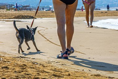 Sabahları kumlu bir sahilde tasmalı bir köpekle yürümek. Hayvanlarla yürüme kuralları. Bir evcil hayvanla seyahat etmek.