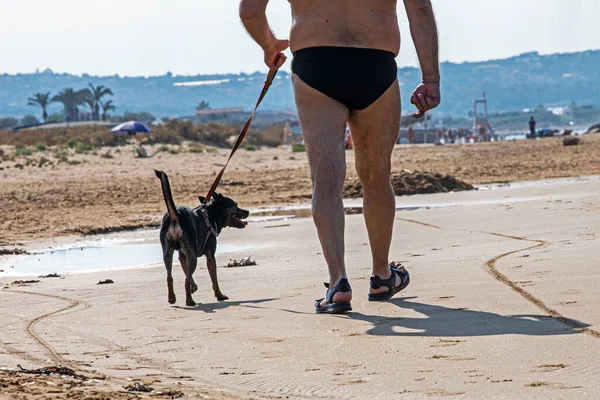 Sabahları kumlu bir sahilde tasmalı bir köpekle yürümek. Hayvanlarla yürüme kuralları. Bir evcil hayvanla seyahat etmek.