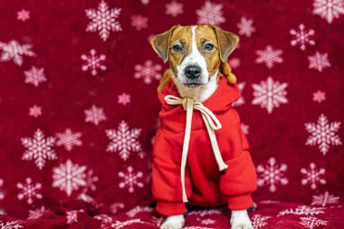 Ren geyiği kostümlü yavrular yeni yıl ve Noel için hazırlanıyor.