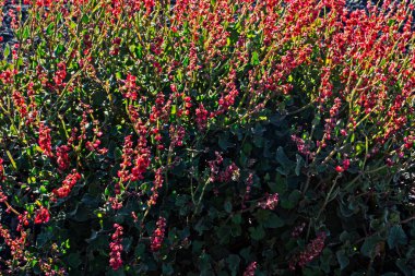 Sabah Etna volkanı üzerinde seyrek bitki örtüsü. Sicilya 'da seyahat