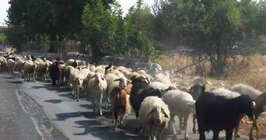 Motosikletler ve arabalar yolda bir koyun sürüsünün geçmesine izin verdi. İtalya 'da seyahat