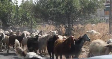 Sabah bir çobanla yolda yürüyen bir koyun sürüsünün yanından araba geçer. İtalya gezisi