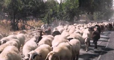 Koyun sürüsü sabah bir çobanla yolda yürüyor. Sicilya gezisi