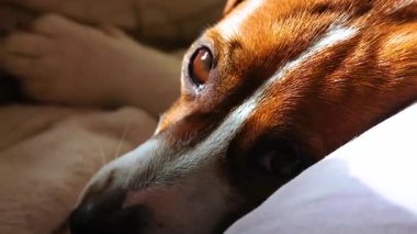 Güzel Jack Russell Terrier köpeği ona bakıyor. Evcil hayvanlarda sevgi ve bağlılık.