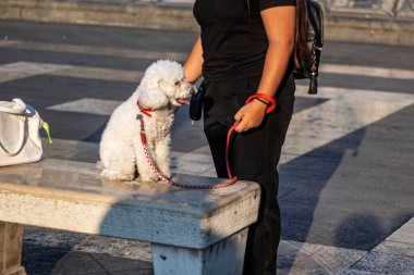 Şehirde beyaz bir köpeğe tasma takıp gezdiriyorum.