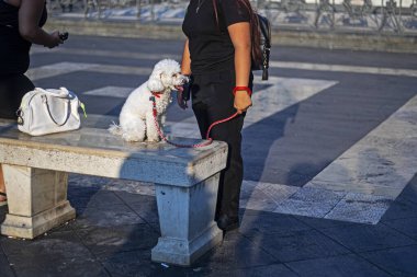 Şehirde beyaz bir köpeğe tasma takıp gezdiriyorum.