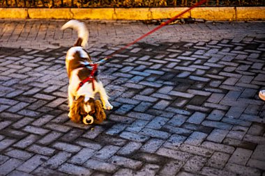 Akşamları şehirde tasmalı bir köpek gezdiriyorum.