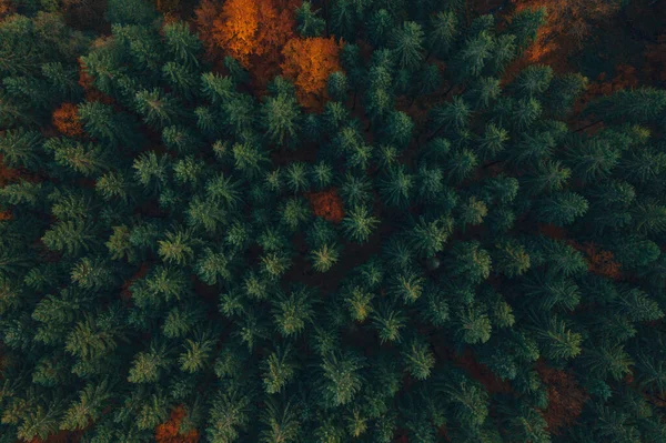 Vue aérienne de la forêt de pins aux couleurs de l'automne — Photo