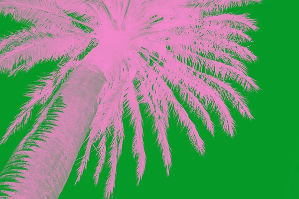 Pink palm tree against green background — Stock Photo, Image