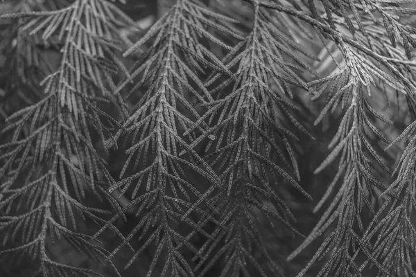 회색 침 엽 수 나무 twings — 스톡 사진