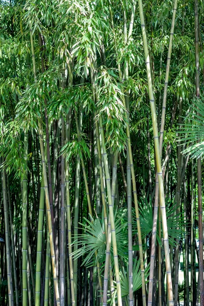 Exotische groene bamboe achtergrond — Stockfoto