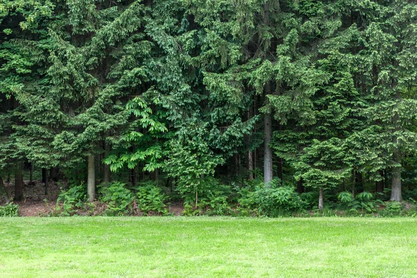Grön Gräsmatta Framför Skogen Bakgrund — Stockfoto